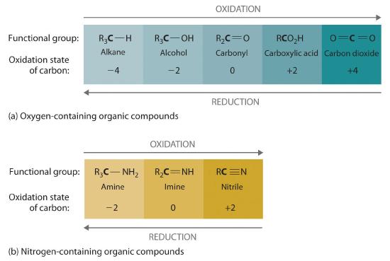 The oxidation state of the carbon in an alkane is -4, -2 in alcohol, 0 in a carbonyl, +2 in carboxylic acid, and +4 in carbon dioxide. The oxidation state of the carbon in an amine is -2, 0 in imine, and +2 in a nitrile.