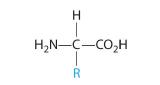 A general amino acid consists of a carbon, hydrogen, carboxylic acid, amine, and an R group.