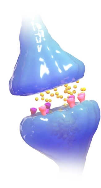 File:Synapse illustration.webp - Wikimedia Commons