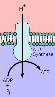 181px-ATP-Synthase_svg.png