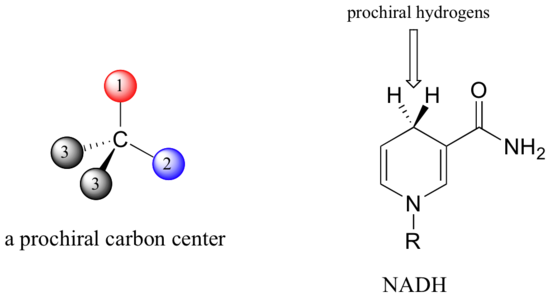 There are two prochiral hydrogens opposite the nitrogen in the cyclic part of an NADH molecule.