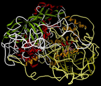 catalase.jpg