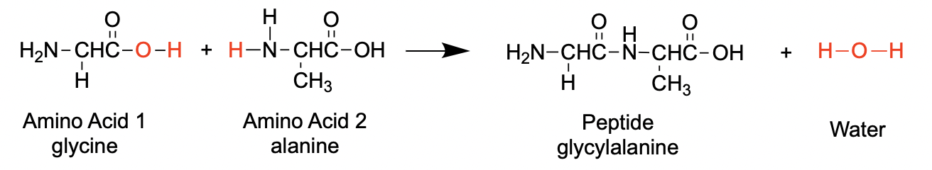 Amino acid 1 + Amino acid 2 yields a peptide + water. The OH from the carboxylic acid in Amino Acid 1 and an H from the amine of Amino Acid 2 are lost and form water. The remaining C=O and N react to make an amide group in the middle of the peptide