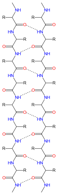 Antiparallel beta-pleated sheet