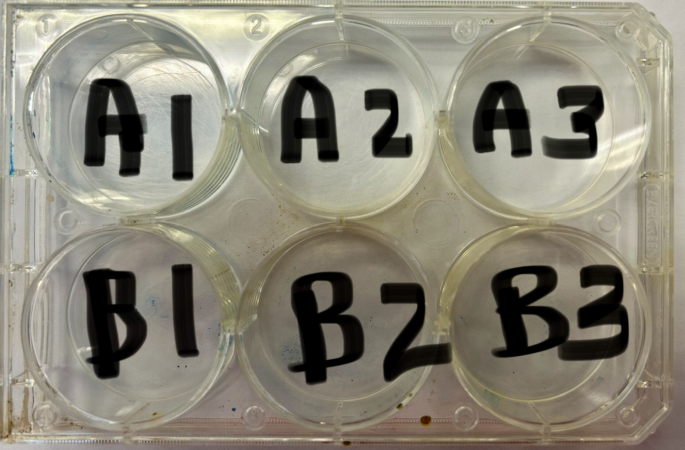 Redox Api 8.1: Redox Reactions - Experiment - Chemistry LibreTexts