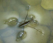 221px-WaterstriderEnWiki.jpg