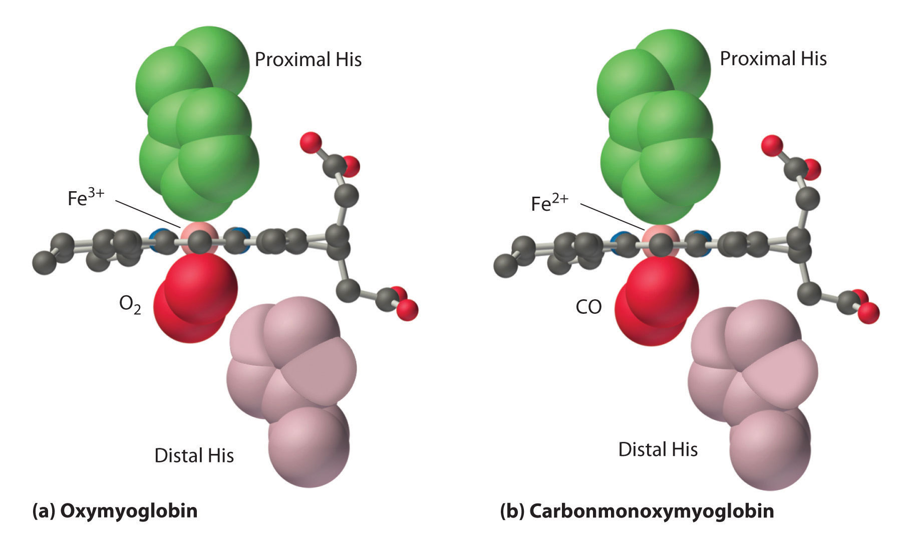 A. Side view of myoglobin shows the F e 3 positive in the center binding to the O 2 molecule forming oxymyoglobin. B. A side view of myoglobin with the F e 2 positive ion binding to the C O molecule forming carbomonoxymyoglobin. In both structures a proximal histidine and distal histidine are present. 