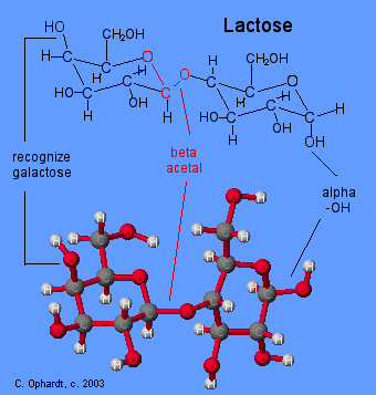 546lactose.gif