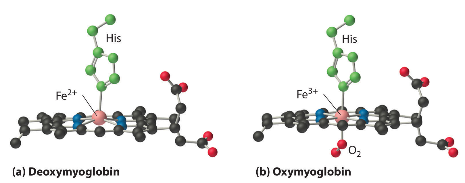 A side view of A. Deoxymyoglobin and B. oxymyogobin. The F e 2 positive in deoxymyoglobin is slightly raised above the plane of the porphyrin while the F e 3 positive ion in the oxymyoglobin is in the same plane as the porphyrin.