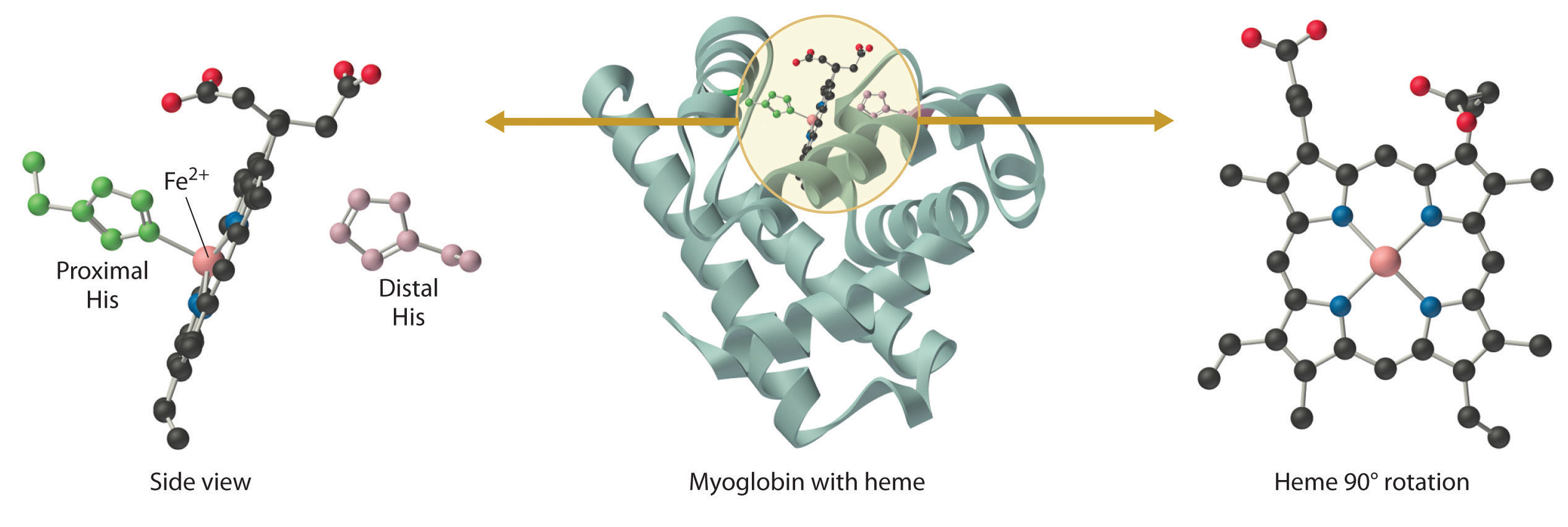 Side view of deoxymyoglobin is shown with the bonds of F e 2 positive to proximal histidine clearly visible. The middle diagram shows the three dimensional structure of myoglobin with heme in the center. The final diagram shows a 90 degree rotation to give a planar view of heme.  