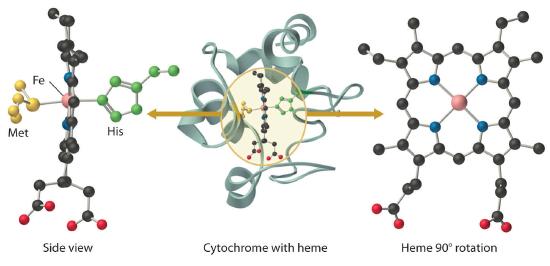 Side view of cytochrome is shown with the bonds of F e to methionine and histidine molecules clearly visible. The middle diagram shows the three dimensional structure of cytochrome with heme in the center. The final diagram shows a 90 degree rotation to give a planar view of heme.  