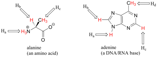 Wedge-dash structure of alanine, an amino acid, with HA, HB, and HC labeled in red. Lewis structure of adenine, a DNA/RNA base, with HA, HB, HC, and HD labeled in red. 