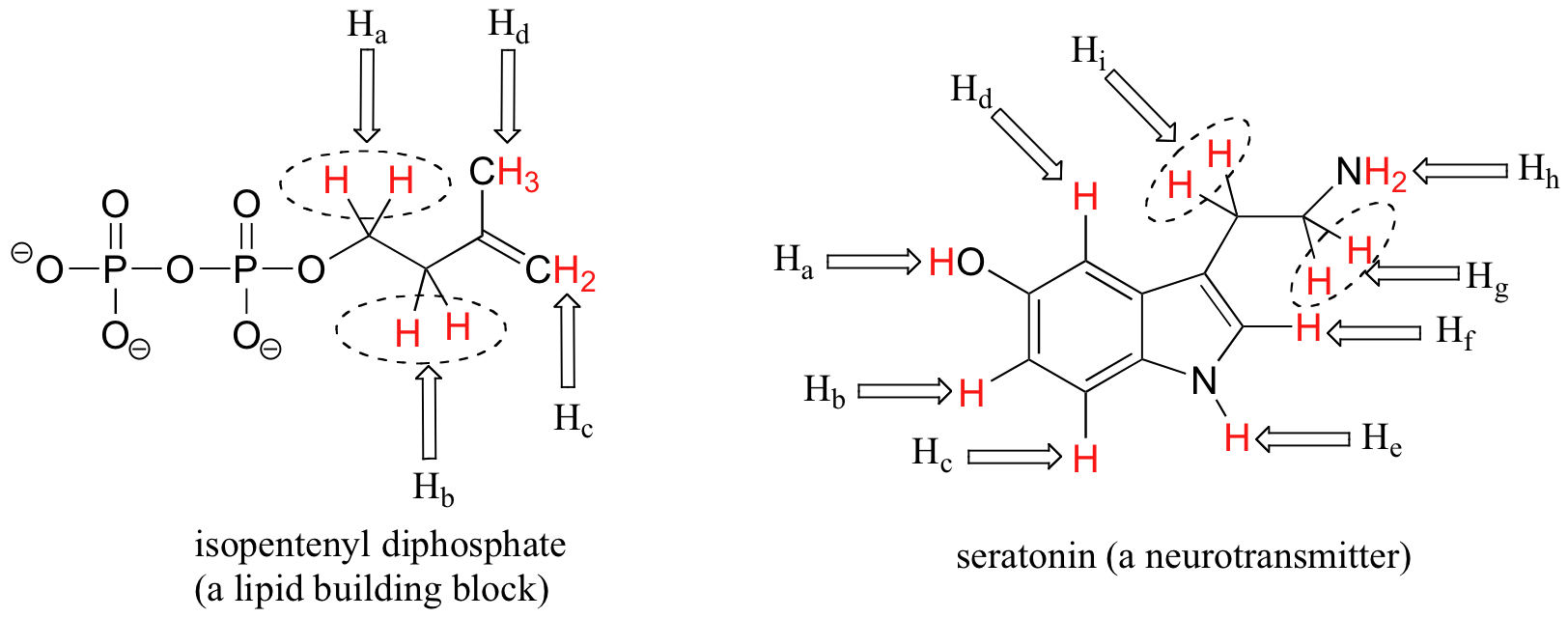 Lewis structure of isopentenyl diphosphate, a lipid building block, with HA, HB, HC, and HD labeled in red. Lewis structure of serotonin, a neurotransmitter, with HA through HI labeled in red. 
