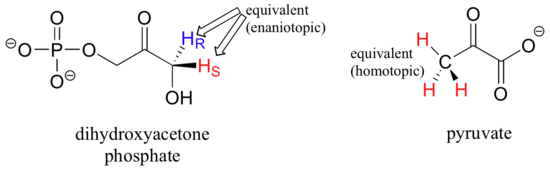 Wedge dash structure of dihydroxyacetone phosphate with equivalent (enaniotopic) hydrogens. Wedge-dash structure of pyruvate with equivalent (homotopic) hydrogens. 