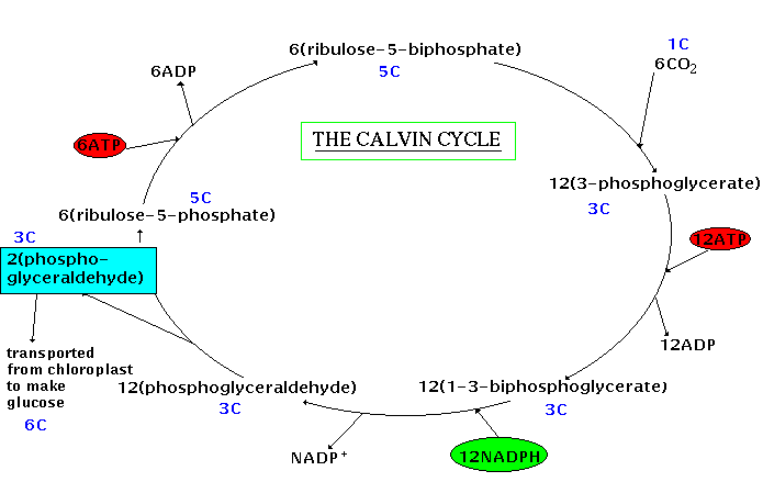 Diagram of the Calvin Cycle which includes the compounds produced and required in each stage of the cycle.