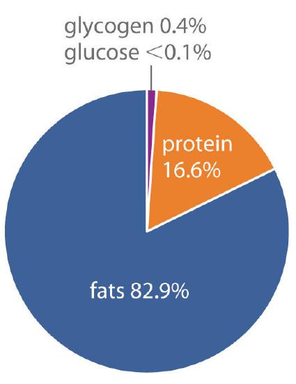 Energy percentage pie chart showing fats as 82.9%, protein as 16.6%, glycogen as 0.4%, and glucose as less than 0.1%.