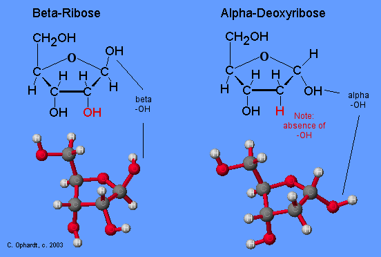 Ribose - Chemistry LibreTexts