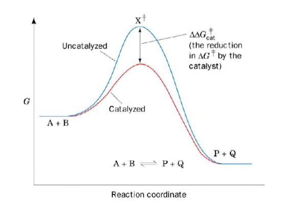 diagram of enzyme catalyzed reaction