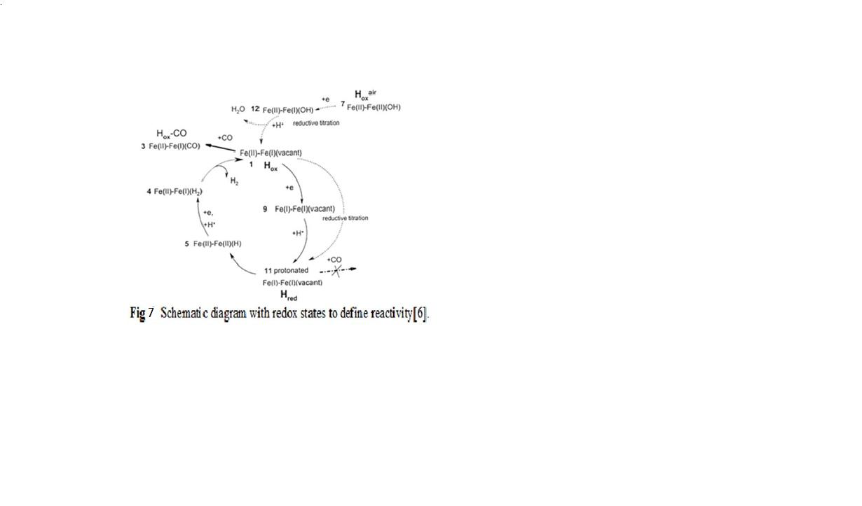 redox states of Fe only Hydrogenase.jpg