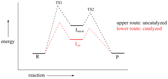 Potential energy diagram showing that the catalyzed route uses less energy than the uncatalyzed route. 