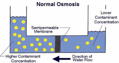 For normal osmosis, water flows from the lower contaminant concentration through a semipermeable membrane to the higher contaminant concentration.