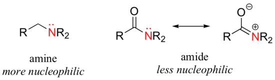Lewis structures of amine (more nucleophilic) and two resonance structures of amide (less nucleophilic)