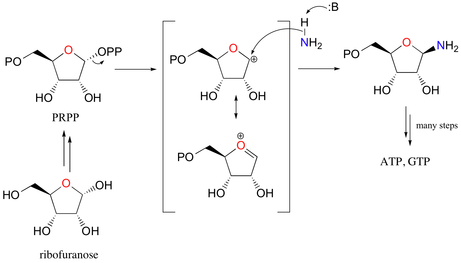 Ribofuranose becomes PRPP which becomes ATP,GTP after many steps. 