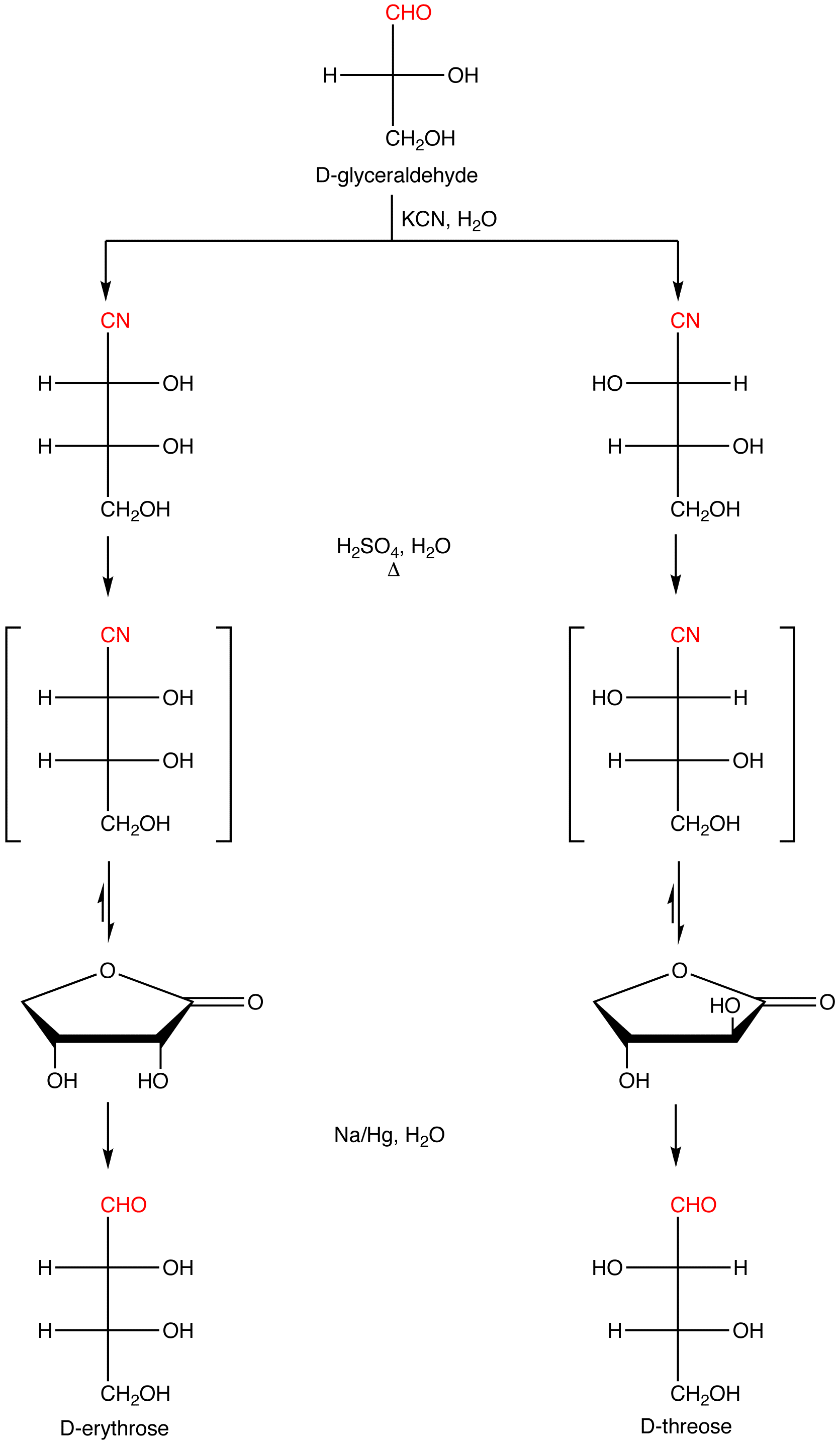 kilianifischersynthesis2.png