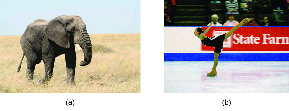 Figure a is a photo of a large gray elephant on grassy, beige terrain. Figure b is a photo of a figure skater with her right skate on the ice, upper torso lowered, arms extended upward behind her chest, and left leg extended upward behind her.