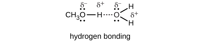 Esta figura, chamada “Ligação de Hidrogênio”, mostra C subscrito 3 O ligado a H com uma ligação tracejada que se estende do H para o lado esquerdo de um O ligado a dois átomos de H, um à direita e outro abaixo do O. Dois pares de pontos estão presentes no O, acima e à esquerda do átomo. O O é rotulado como delta sobrescrito menos e o hidrogênio é rotulado como delta sobrescrito plus.