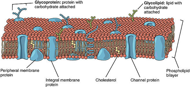 657px-0303_Lipid_Bilayer_With_Various_Components.jpg