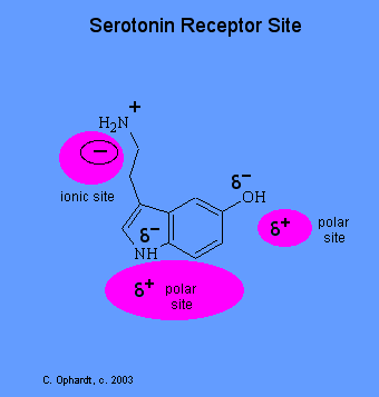 672serosite.gif