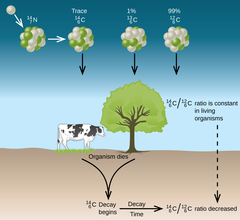 Diagram of a cow and a tree. Above them trace cabron-14, 1% carbon-13, and 99% carbon-12 are shown entering the cow and tree indicated by downward facing arrows. In a living organism, the ratio of carbon-1 to carbon-12 is constant. When the organism dies, carbon-14 decay begins. The amount of ratio decrease can be used to determine time.