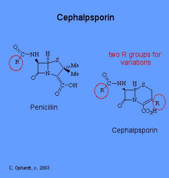 652cephalosporin.gif