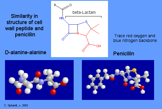 Beta-lactam antibiotics - Wikipedia