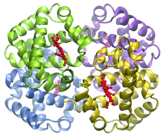Three dimensional structure of hemoglobin has many ribbon like structures forming helices and are entangled with one another in a disordered manner. The four subunits are colored differently. Around the center of hemoglobin are multiple linear structures composed of red globules. 