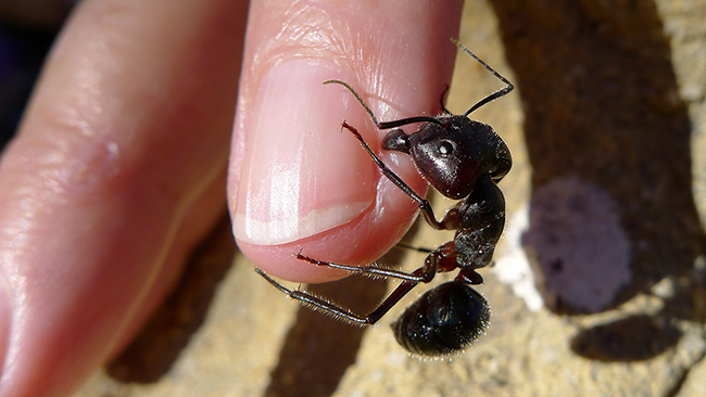La photographie montre une grosse fourmi noire au bout d'un doigt humain.