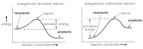 Left: Graph of energetically favorable reaction. Energy on x axis and reaction coordinate on y axis. Reactants start at a higher energy than products. Highest peak between reactants and products labeled barrier. Space between reactants and barrier is activation energy. Right: graph of energetically unfavorable reaction. Reactants are lower than products so there is a high activation energy.