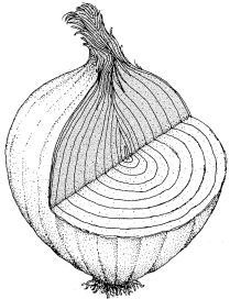 An onion cut open, revealing many layers.