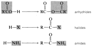 Top: R C with a double bond O bonded to O single bond H. R C O O shaded in grey. Goes to R C with a double bond O single bonded to O single bonded to C double bonded to O and single bonded to R. Rightmost COOR shaded in grey. Labeled anhydrides. Middle: H single bonded to X shaded in grey goes to R single bonded to C double bonded to O and single bonded to grey X. Labeled halides. Bottom: H single bonded to N H 2 shaded in grey goes to R single bonded to C double bonded to O and single bonded to grey N H 2. Labeled amides.