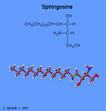 556sphingosine.gif