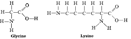Estructuras de glicina y lisina.