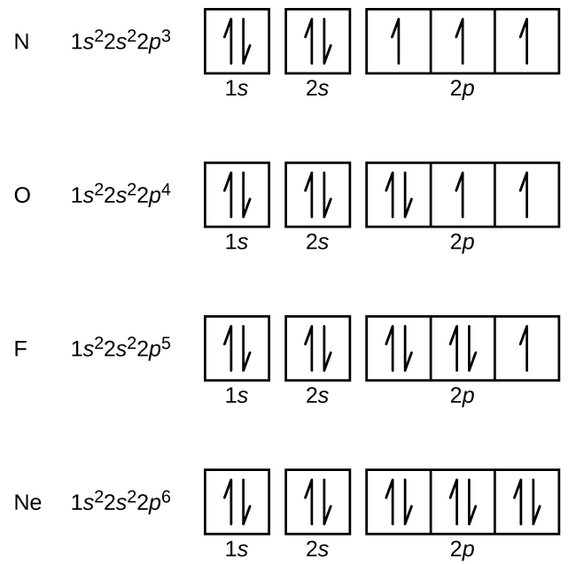 Orbital diagrams for nitrogen, oxygen, fluorine, and neon are shown. These elements have a similar electronic configuration of 1s superscript 2, 2s superscript 2 except the superscript of 2p of 3, 4, 5, and 6 from nitrogen to neon respectively. While each of these elements have two squares filled with a pair of arrows respectively, they differ in the following three connected squares. The squares are filled with the number of arrows equal to the superscript of 2p. 
