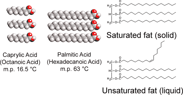 Space filling model of caprylic acid (melting point 16.5 degrees Celsius) and palmitic acid (melting point 63 degrees Celsius). Bond line models of a saturated fat (solid) and unsaturated fat (liquid) are also shown.