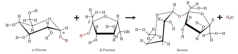 Formation_of_Sucrose_From_Glucose_and_Fructose_.jpg