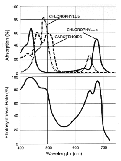 Two graphs are presented. One is the photosynthesis rate in percentage against wavelength in nanometers. This graph has only one curve with multiples ups and downs. Absorption rate in percentage is also shown against wavelength in nanometers. Absorption spectrum for chlorophyll b, chlorophyll a, and carotenoids are shown. Each curve also has multiple up and downs. 