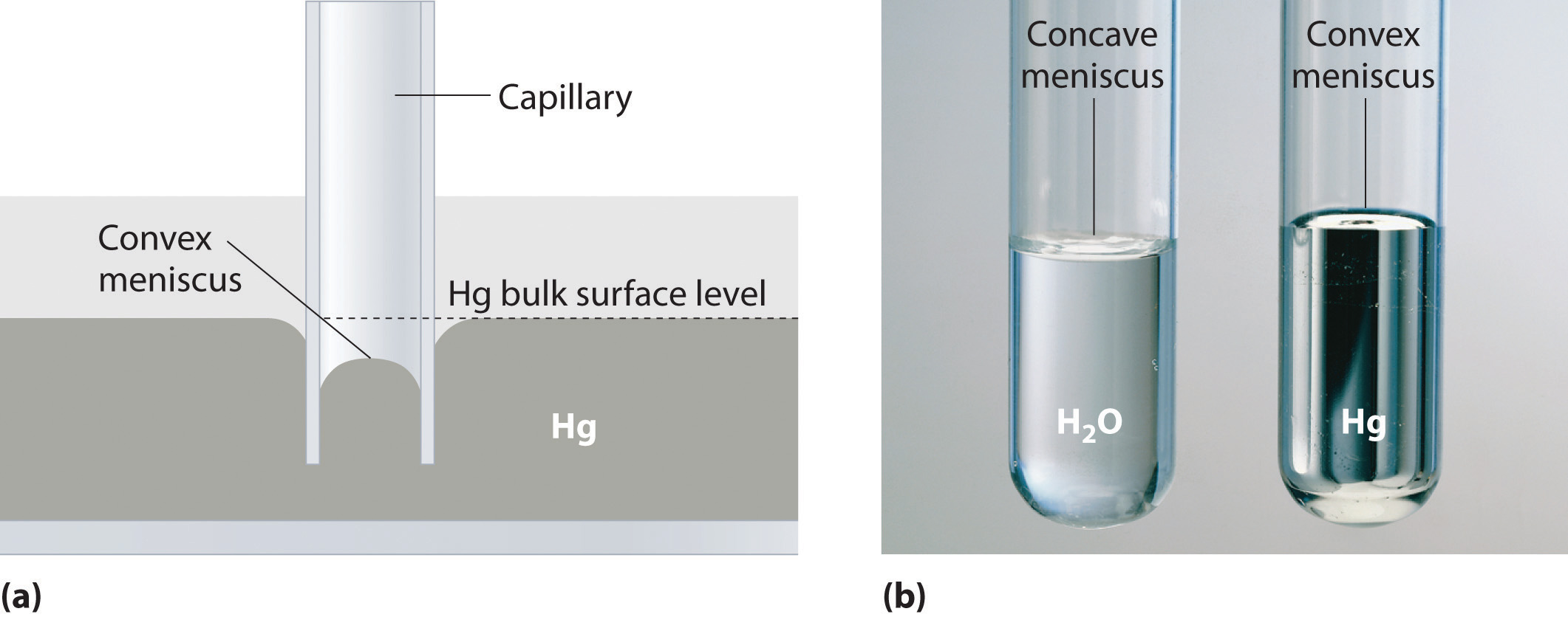 Surface Tension Chemistry LibreTexts