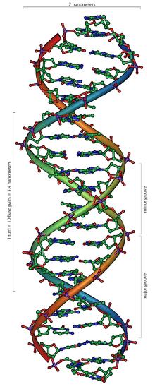 220px-dna_overview.jpg