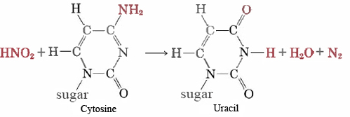 Nitrous acid reacting directly with DNA converting cytosine to uracil.