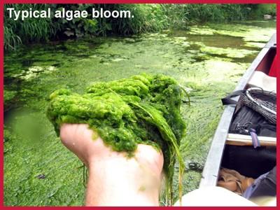 Algae_bloom.jpg